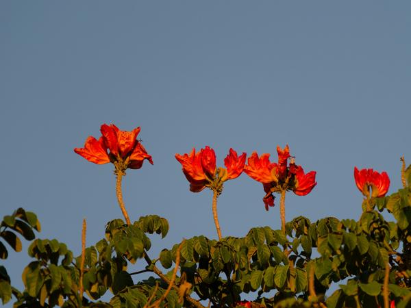 <h3>Spathodea campanulata / African tulip tree / Trompetboom</h3>OM-1 Mark II with OLYMPUS M.150-400mm F4.5 TC, 1/2000 sec at F5.6, ISO 1000, distance 28.1 m